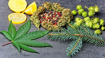 Cannabis Terpenes and the 