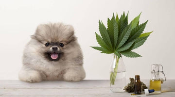 CBD Oil for Dogs - What You Need to Know?