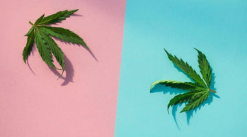 The Complete Guide to CBD