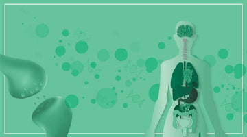 Everything About the Endocannabinoid System