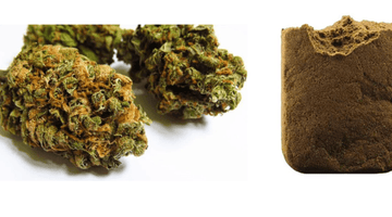 Hash vs Weed: Understanding key differences and Uses in CBD