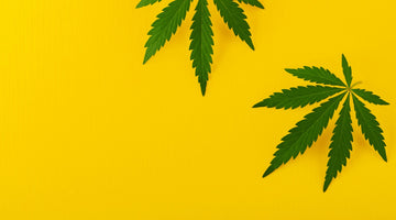 Hemp Vs Marijuana - What's the Difference?