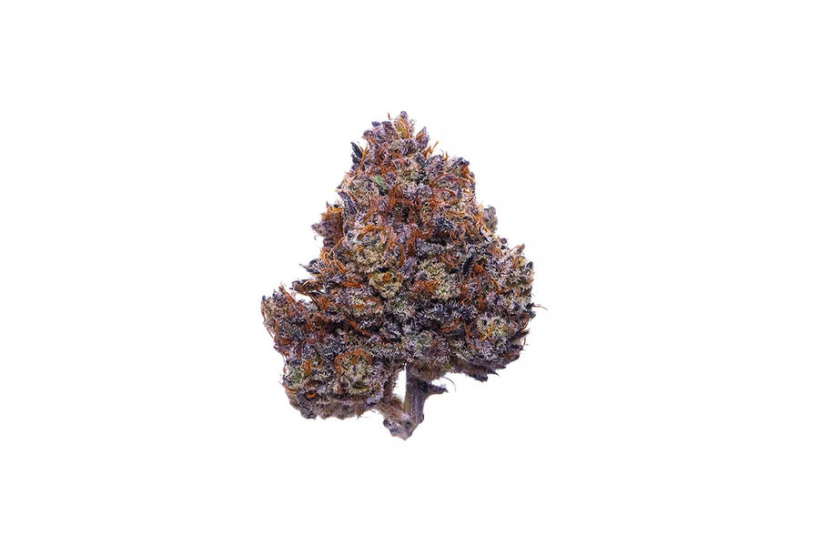 Close-up shot of the Purple Haze CBD flower on a white background